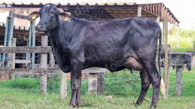 Terreno em leilao em Garça/SP