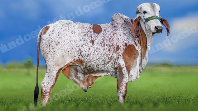 Lote em leilao em Miradouro/MG