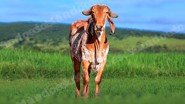 Lote em leilao em Álvares Florence/SP
