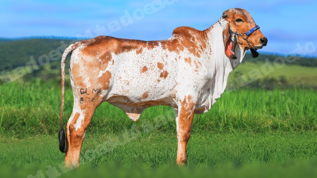 Lote em leilao em Brasil