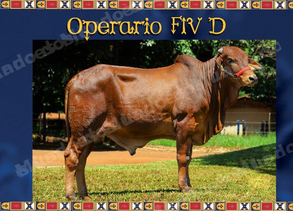 Lote em leilao em Brasil