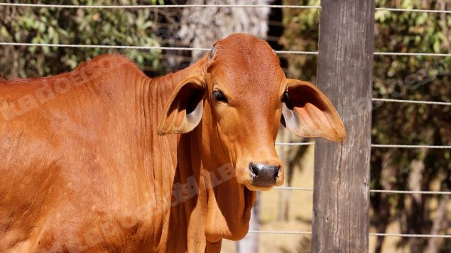 Lote em leilao em Planaltina/GO