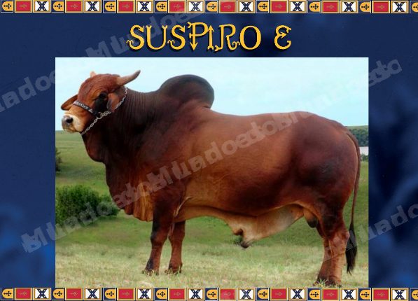 Lote em leilao em Brasil