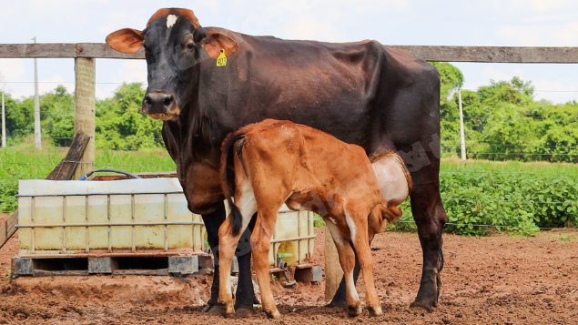 Lote em leilão em Jataí/GO - Lote 6