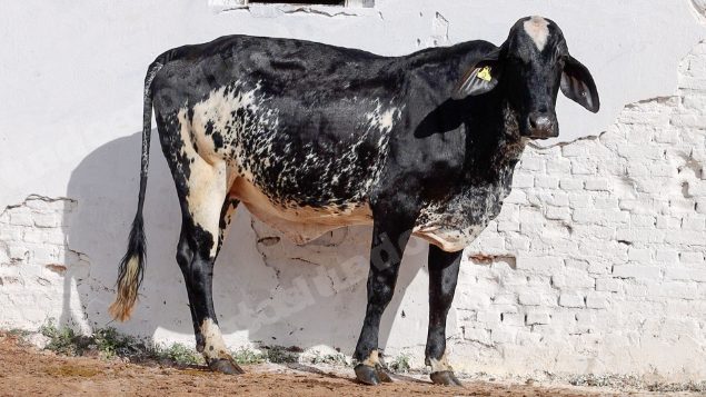 Lote em leilao em Silveiras/SP