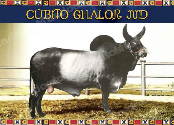 Lote em leilao em Brasil
