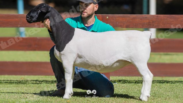 Lote em leilao em Brasil