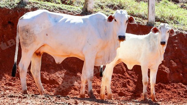 Lote em leilao em Pratápolis/MG