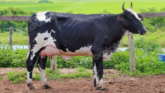 Lote em leilão em Jataí/GO - Lote 7