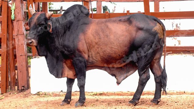Lote em leilao em Brasil