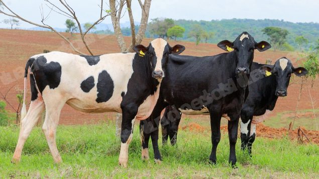 Lote em leilão em Dores do Indaiá/MG - Lote 4