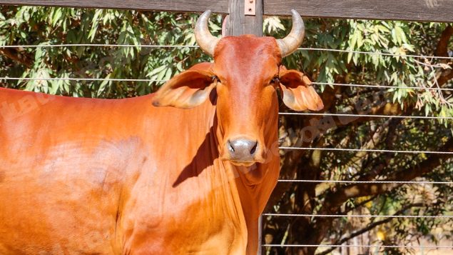 Lote em leilao em Planaltina/GO