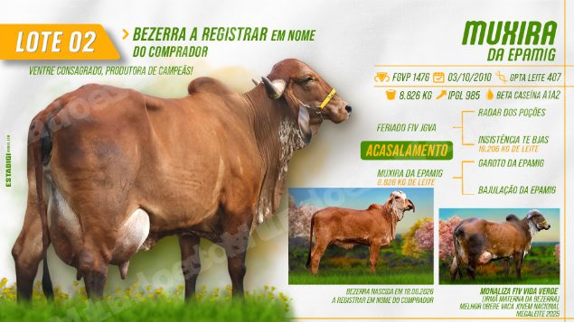 Lote em leilão em Jales/SP - Lote 4