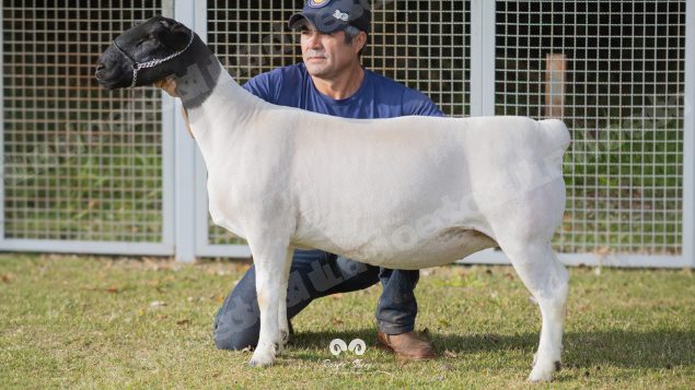 Lote em leilao em Brasil