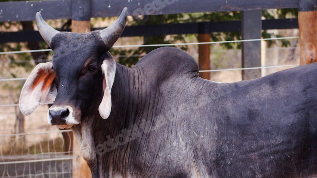 Lote em leilao em Santa Luzia/PB