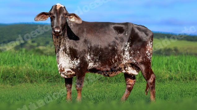 Lote em leilao em Álvares Florence/SP