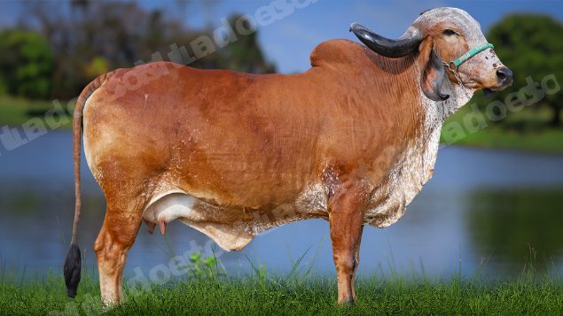 Lote em leilao em Carmo da Mata/MG