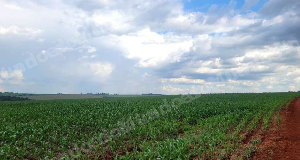 Terreno em leilão em Cascavel/PR - Lote 1