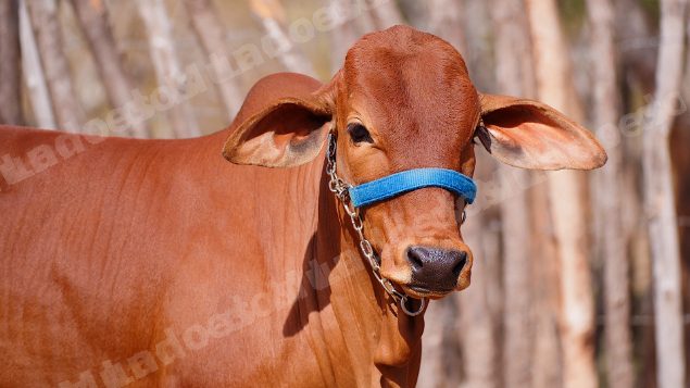 Lote em leilão em Brasil - Lote 37