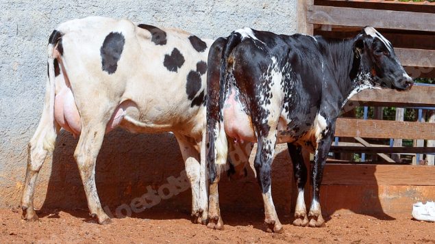 Lote em leilao em Cristalina/GO