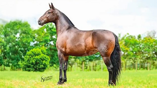 Lote em leilao em Brasil