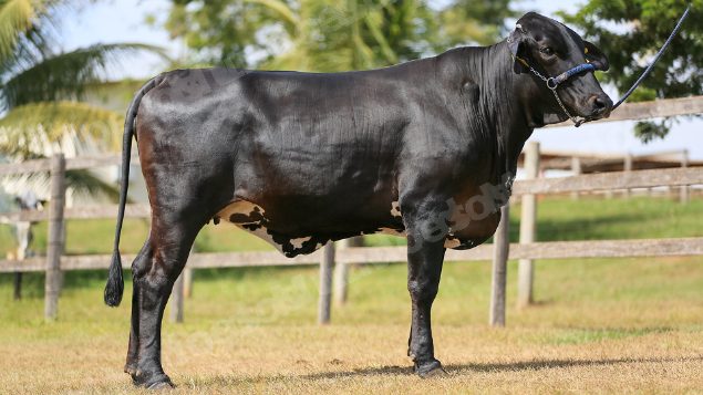Lote em leilao em Brasil