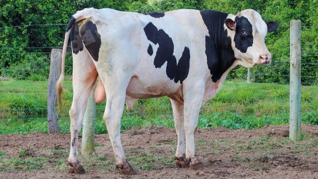 Lote em leilão em Jataí/GO - Lote 8