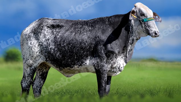 Lote em leilao em Miradouro/MG