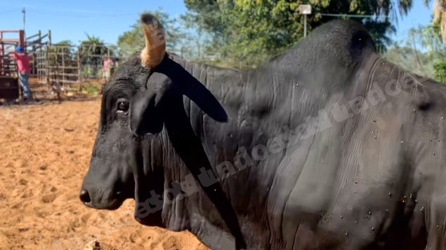 Lote em leilao em Sabino/SP