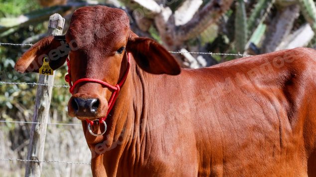 Lote em leilao em Brasil