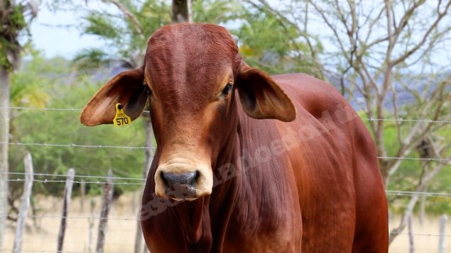 Lote em leilao em Brasil
