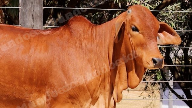 Lote em leilao em Planaltina/GO