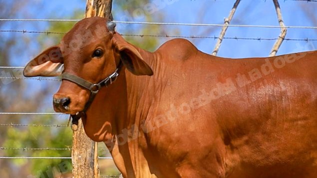 Lote em leilao em Brasil - Lote 292