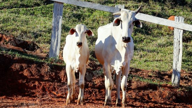 Lote em leilao em Pratápolis/MG