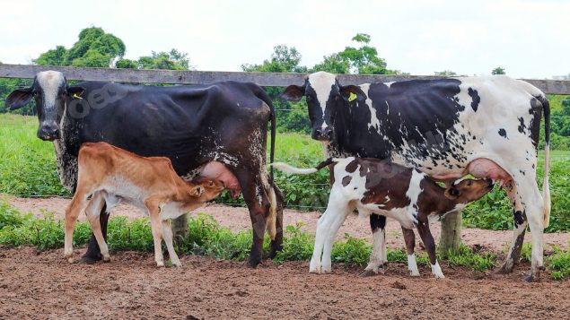 Lote em leilão em Jataí/GO - Lote 9