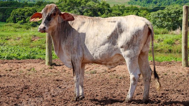 Lote em leilão em Jataí/GO - Lote 10