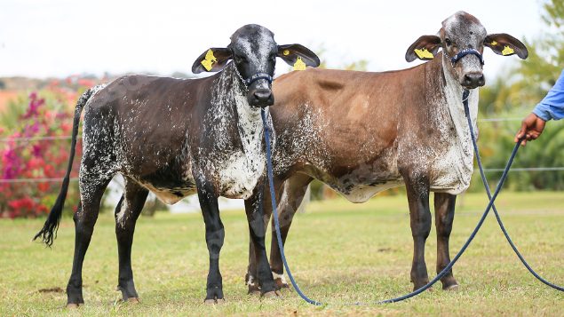 Lote em leilao em Brasil