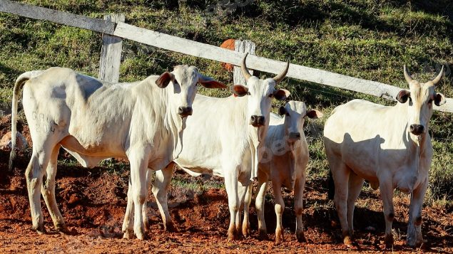 Lote em leilao em Pratápolis/MG