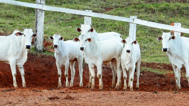 Lote em leilao em Pratápolis/MG