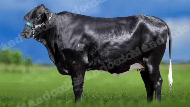 Lote em leilao em Miradouro/MG