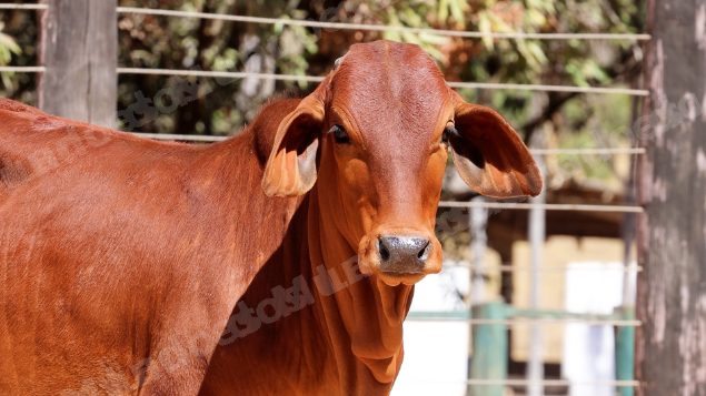 Lote em leilao em Planaltina/GO