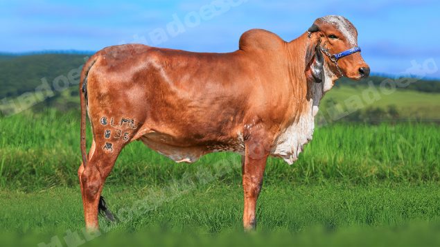 Lote em leilao em Brasil