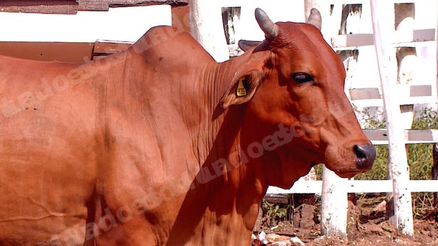 Lote em leilao em Brasil