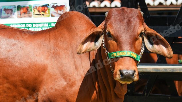 Lote em leilao em Brasil - Lote 300