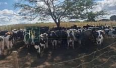 Lote em leilao em Brasil