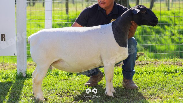 Lote em leilao em Brasil