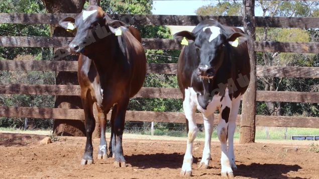 Lote em leilao em Cristalina/GO