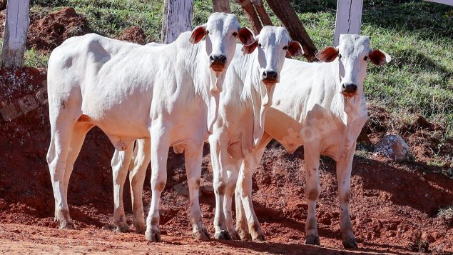 Lote em leilao em Pratápolis/MG