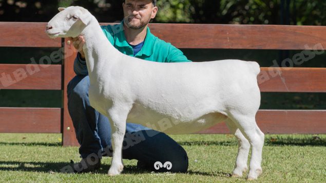 Lote em leilao em Brasil