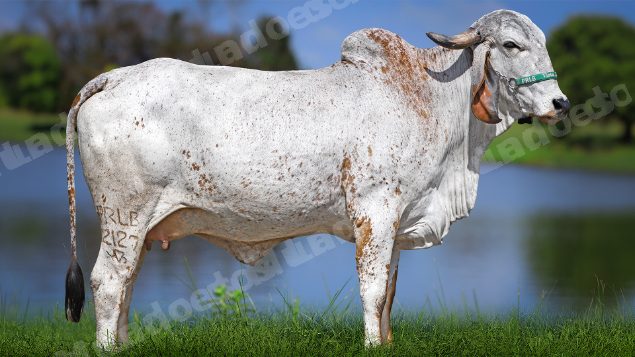 Lote em leilao em Carmo da Mata/MG